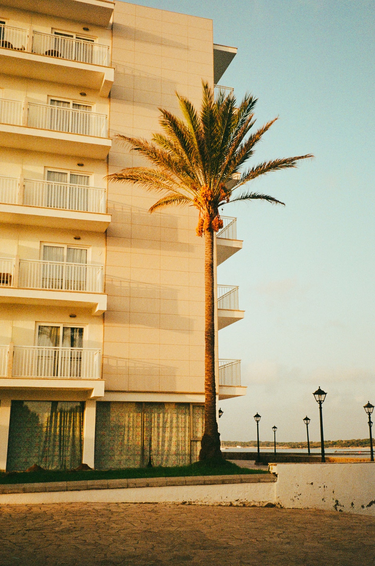 Palme vor einem hellen Wohnhaus auf Mallorca